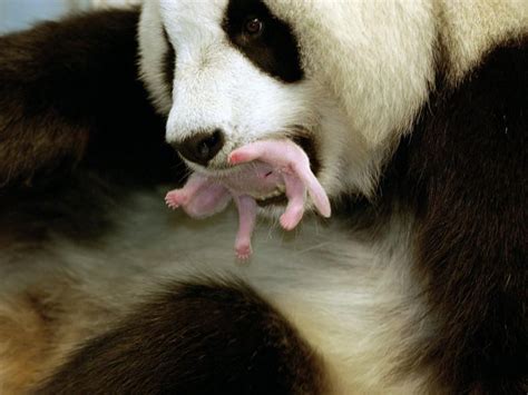 Panda Mom And Her Newborn Ailuropoda Melanoleuca Also Known As The Giant Panda Panda Bear