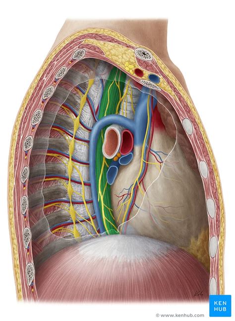 Tongue Anatomy Muscles Neurovasculature And Histology Kenhub The Best Porn Website
