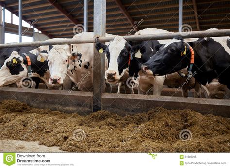 Herd Of Cows Eating Hay In Cowshed On Dairy Farm Stock Image Image Of Barn Food 94689045