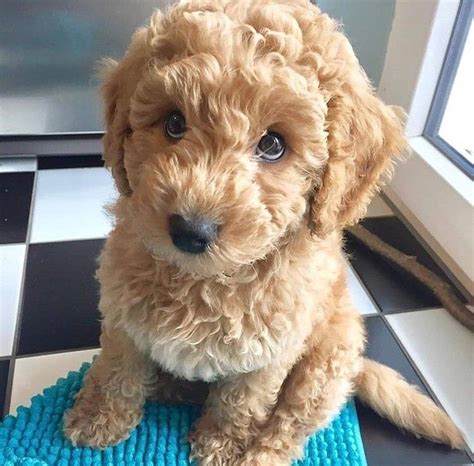 Poodle Mix Puppy Poodle Mix Puppies Cute Puppies Puppies