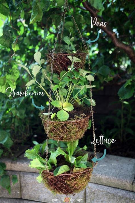 Simple Vegetable Gardening In Hanging Baskets Garden Therapy