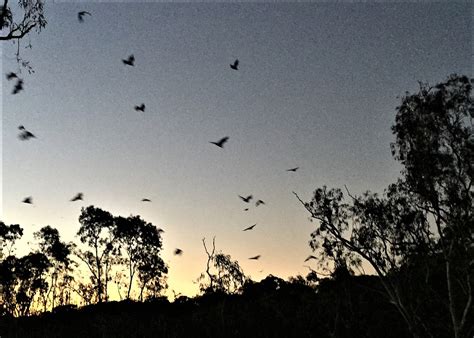 Flying Foxes At Yarra Bend Park And Bellbird Picnic Area Kew Mums