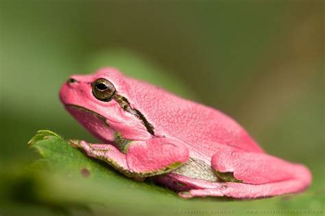 Pink Erythrism Grasshopper Insect Rare Frog Tree Frogs Frog Cute Frogs