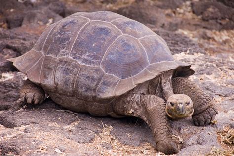 Giant Tortoise Galápagos Islands Ecuador Andrew Miller Flickr