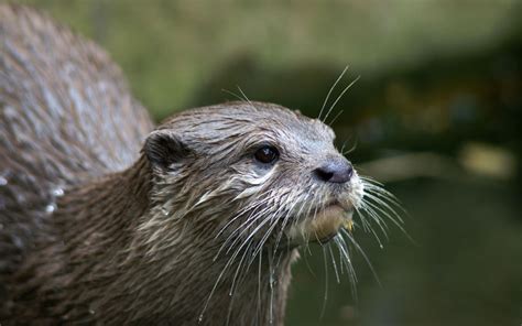 They have sensitive digital pads that help them feel under rocks or in murky water for food. File:Asian-small-clawed-otter.jpg