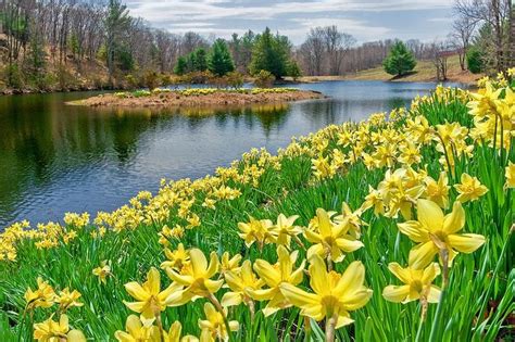 Daffodils Poem Field Of Daffodils Lake Sunny Daffodil