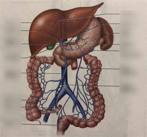 Hepatic Portal System 1 Diagram Quizlet