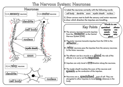 Gcse Revision Nervous System Neurones Worksheet By Beckystoke