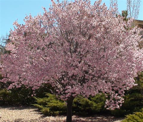 There are 397 apricot tree flower for sale on etsy, and they cost $14.48 on average. Newport Flowering Plum For Sale Online | The Tree Center