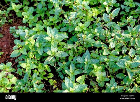 Mentha Piperita L Hi Res Stock Photography And Images Alamy