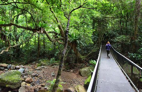 Rainforest Loop Walk Nsw National Parks