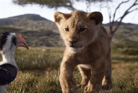 Le Roi Lion Live Action Disney + - Disney Unveils First Full Length Lion King Movie Trailer: Watch | Pop