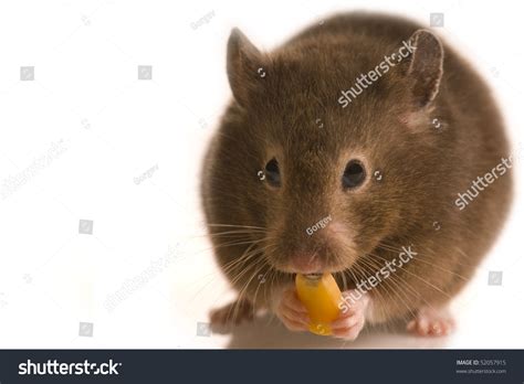 Cute Little Brown Hamster Isolated On White With Copy Space Eating Corn