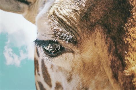 Giraffe Eye Photograph By Masha Lince
