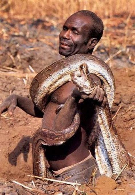 Interesting Amazing Snake Anaconda Black Mamba And Ball