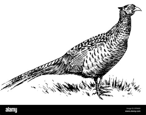 Line Drawing Of Pheasant Stock Photo Alamy