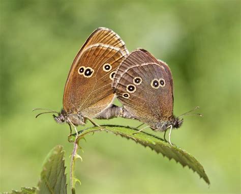 Butterflies Heatwaves And Drought Butterfly Conservation