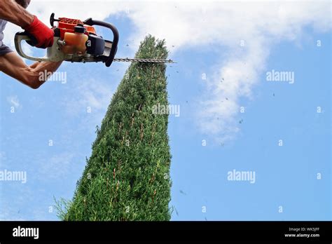 A Man Trims The High Hedges With An Electric Hedges Trimmer Property