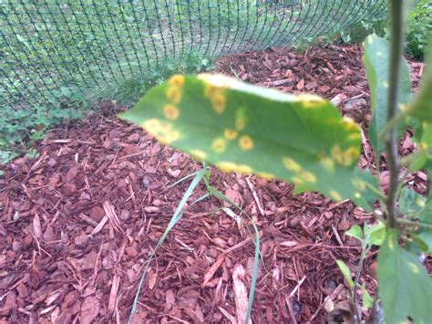 The disease begins as dark spots on the leaves that develop short, hanging orange growths as it progresses. diagnosis - Apple Tree Leaf Growth/Disease? Cedar-Apple ...