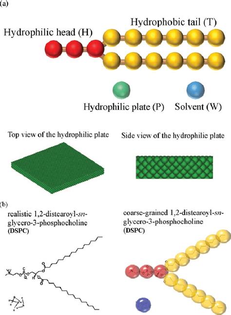 Schematic Diagrams Of A The Model Lipid H 3 T 6 2 Solvent W