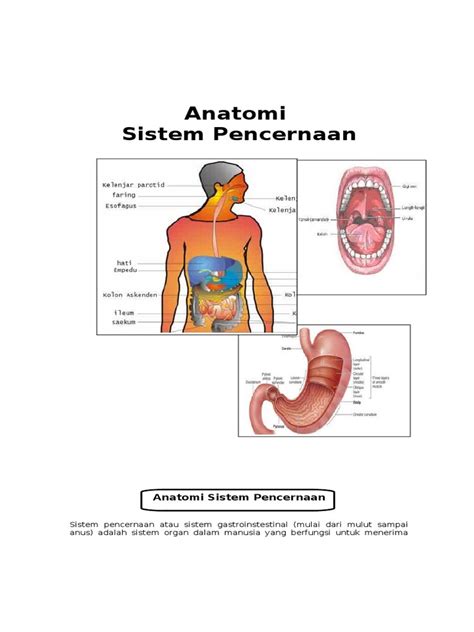 Anatomi Amp Fisiologi Sistem Pencernaan