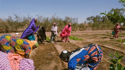 Lagriculture Moteur Du Développement Au Niger Unops