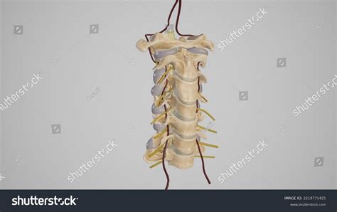 Medical Illustraion Cervical Spine Vertebral Arteries Stock