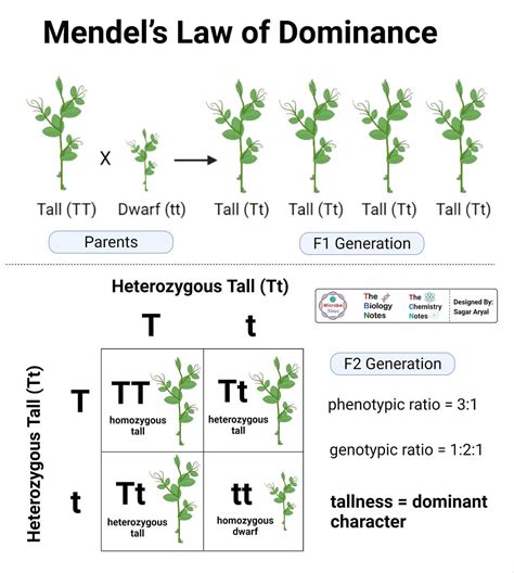 Mendelian Inheritance Mendelism Or Mendelian Genetics