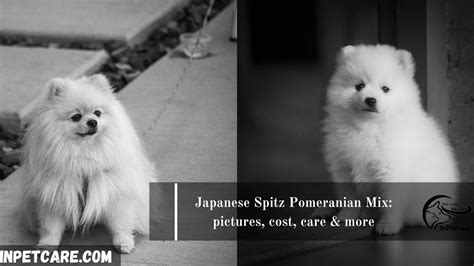 Japanese Spitz Pomeranian Mix Pictures Cost Care And More
