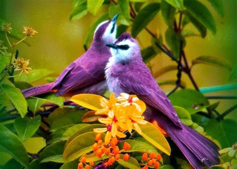 Cute Colorful Birds Wallpaper Most Beautiful Love Birds 1024x732