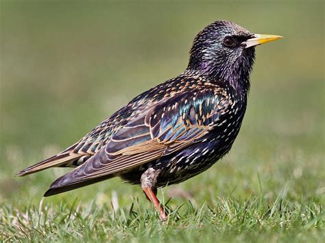 European Starling Celebrate Urban Birds