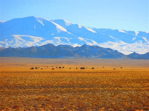 Living On Purpose Govi Altai Thousand Camel Festival 2014
