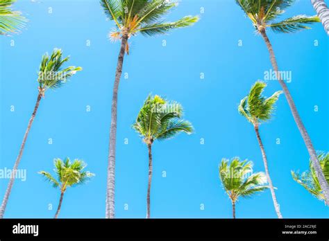 Palm Tree Over Blue Sky Background Concept Beautiful Palm Tree Leaves