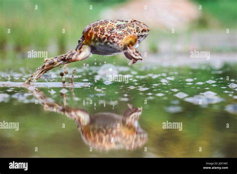 Pacman Toad Jumping Out Of Water Indonesia Stock Photo Alamy