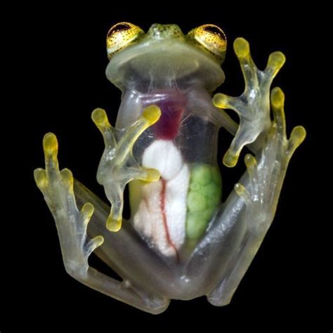 30 Rare Photos That Reveal The Unseen Side Of Things Glass Frog Frog