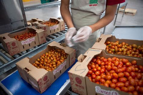 Mexican Tomato Growers Offer New Trade Deal The New York Times
