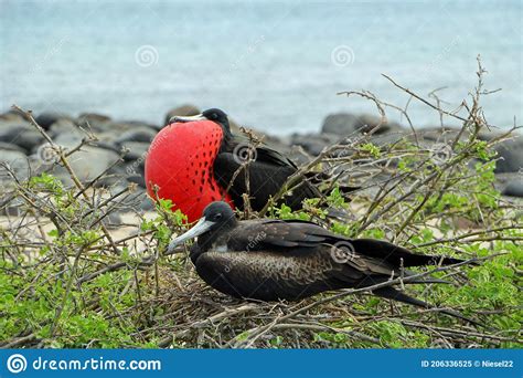 Frigate Birds On The Galapagos Islands Stock Image Image Of