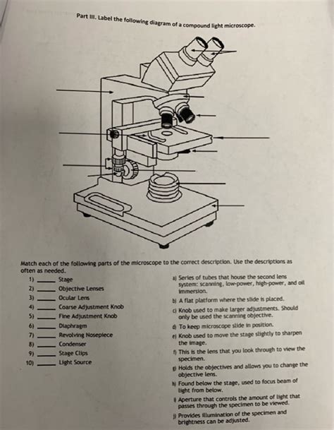Compound Light Microscope Diagram Worksheet