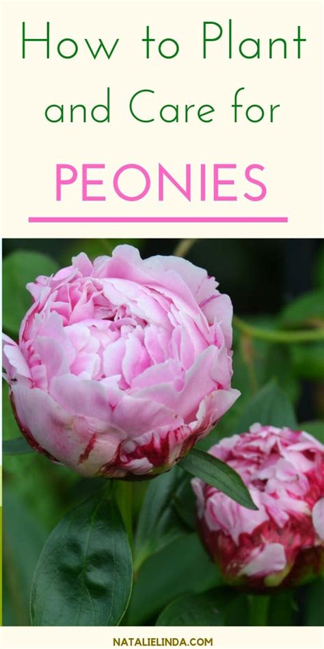 how to plant and care for peonies natalie linda peony care peonies garden fragrant plant