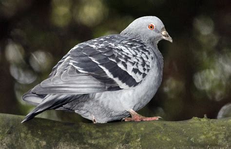 Feral Pigeons Invade Riccarton Bush Nz