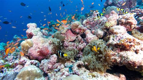 Scuba Diving Maldives Diving Hurawalhi Maldives