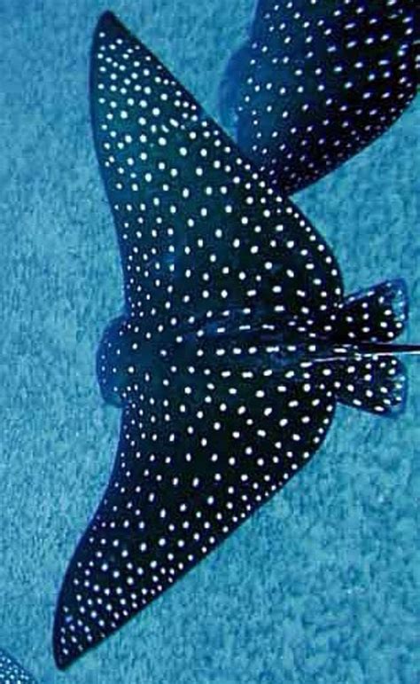 Spotted Eagle Ray Aetobatus Narinari One Of The Largest Eagle Rays