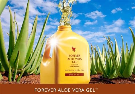 A wide variety of aloe vera forever. Khasiat Aloe Vera | 10 Sebab Utama Untuk Minum Aloe Vera ...