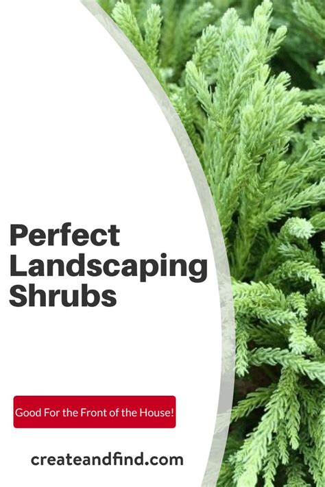Low Maintenance Shrubs Perfect For The Front Of The House In 2022 Low
