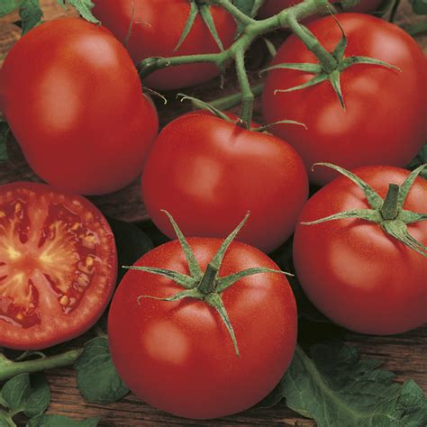 Tomato Standard Moneymaker Seeds From Mr Fothergills Seeds And Plants