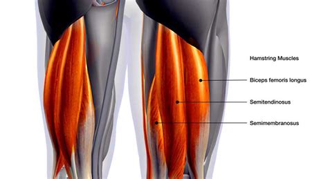 Sciatica Vs Hamstring Strain How To Tell The Difference