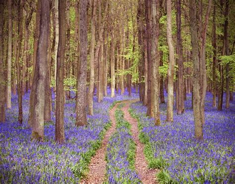 Bluebell Forest England