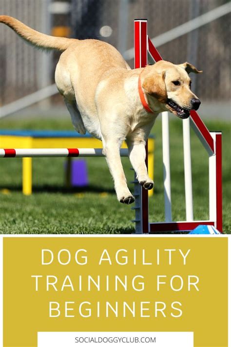 Dog Agility Training The Best Guide For Beginners Agility Training