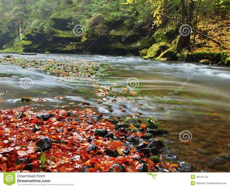 Stony Bank Of Autumn Mountain River Covered By Orange Beech Leaves