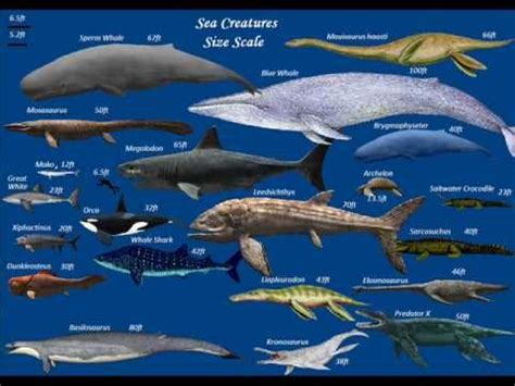 The secret to the large size of leedsichthys is probably down to its lifestyle as a filter feeder. Sea creatures size scale 2 - http://filmovi.chitte.rs ...